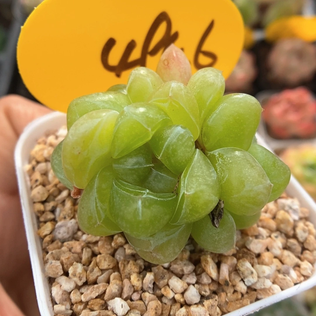 冰淇凌群生可拍4946号