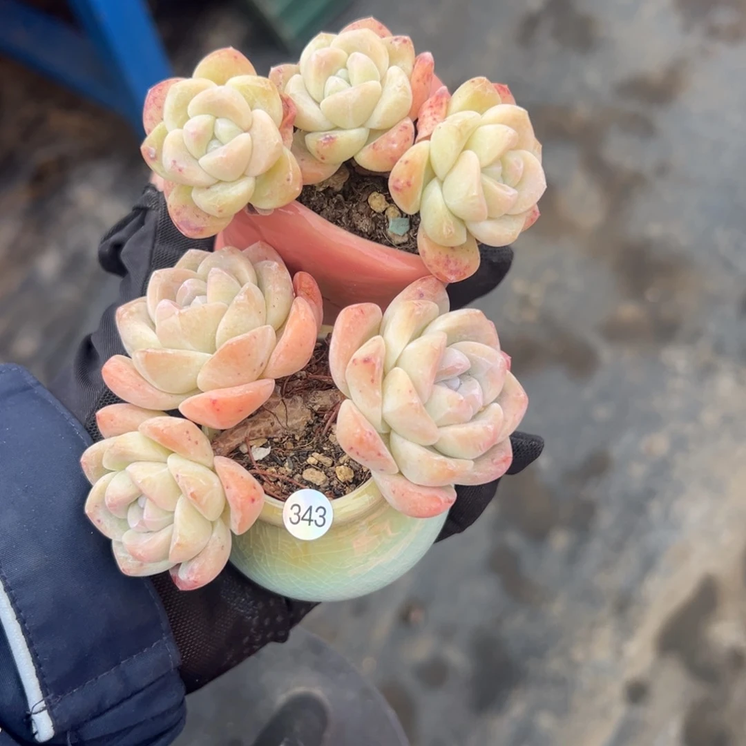 @****?俩个三头冰玉带盆000000000