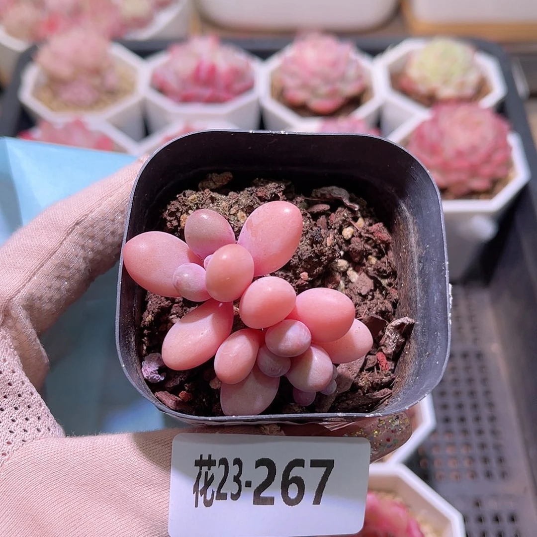 花利美23-267桃蛋