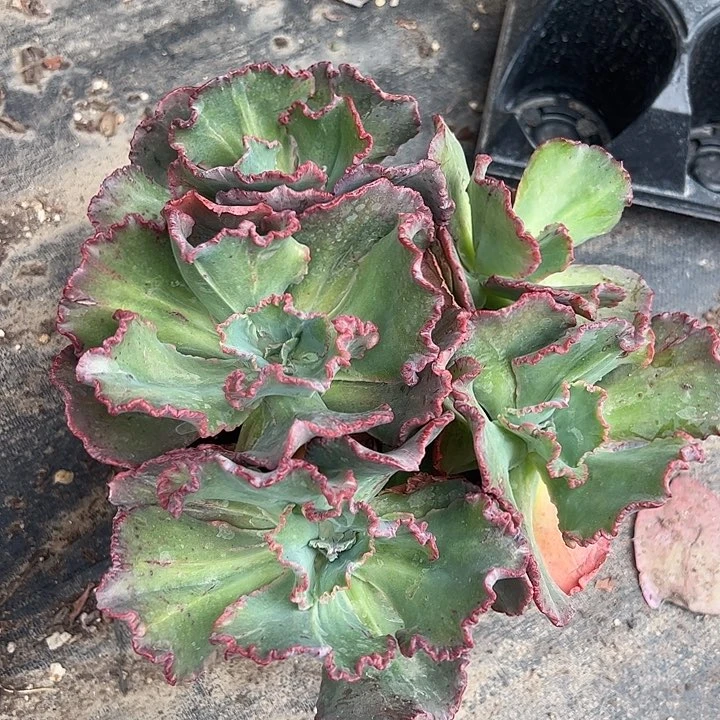 舞会红裙多肉植物精品