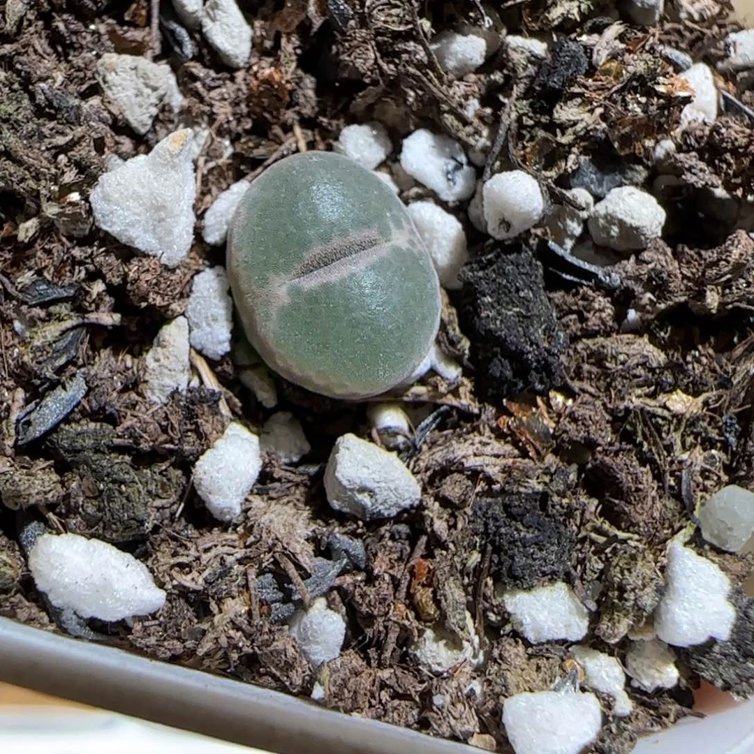肉锥多肉植物组合-安格1077