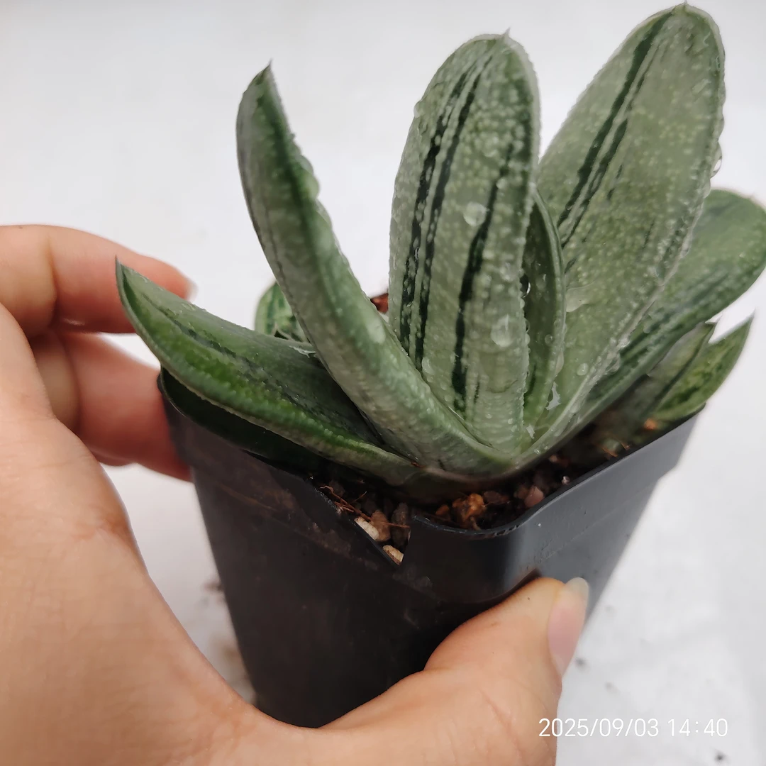 卧牛实生 宽七公分左右多肉植物室内易繁殖四季常青防辐射盆栽