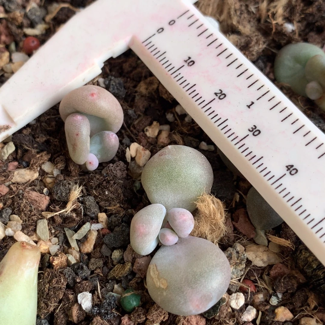 大叶奶，不满28发一片叶，到付