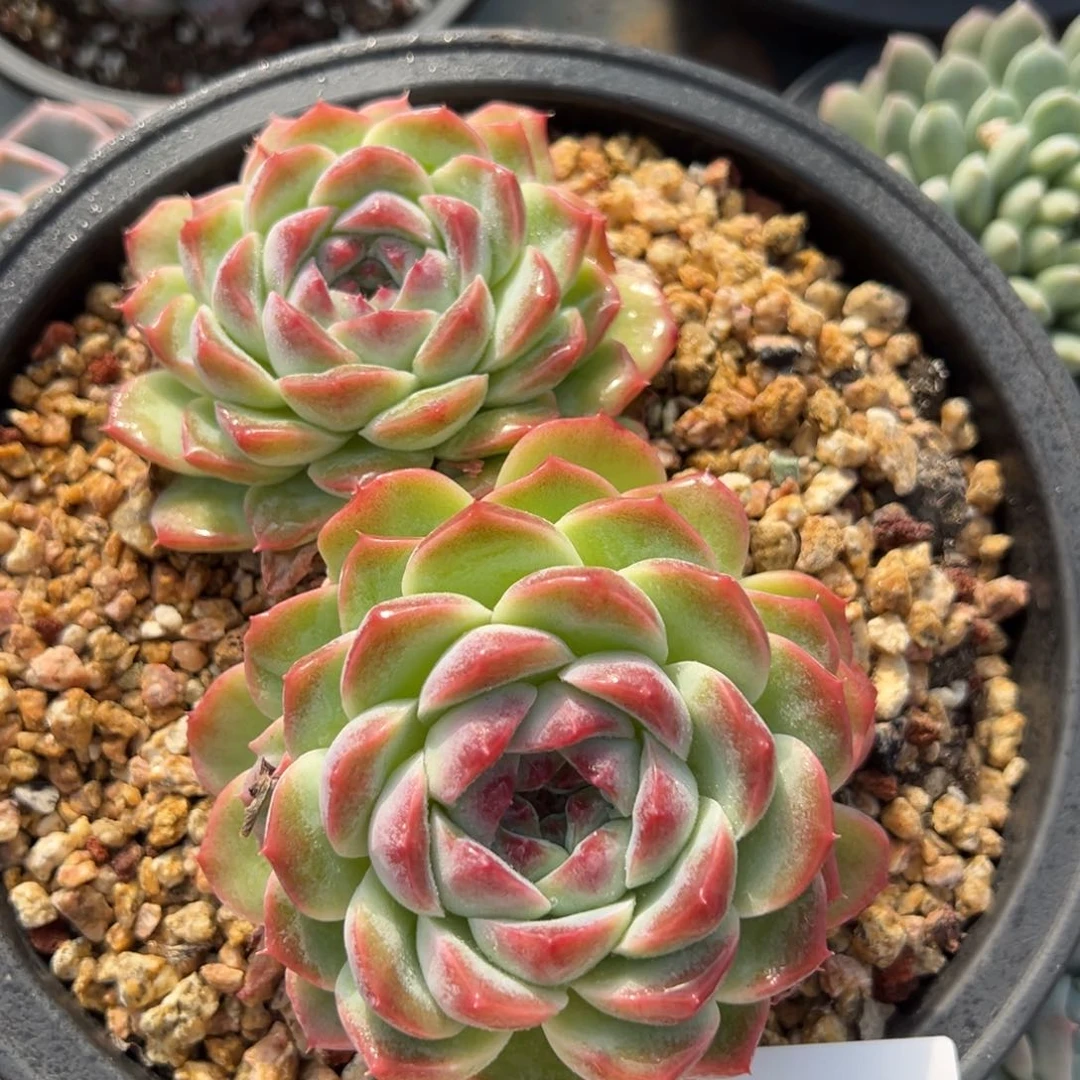 任***转1811不包整肉肉肉肉肉肉