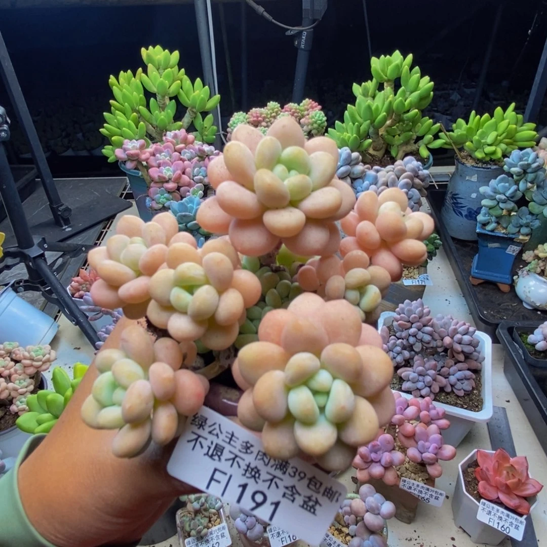 191洛可可多肉7c m