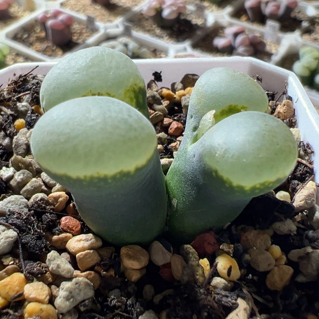 墨绿体绿窗 厚翻窗 好看04