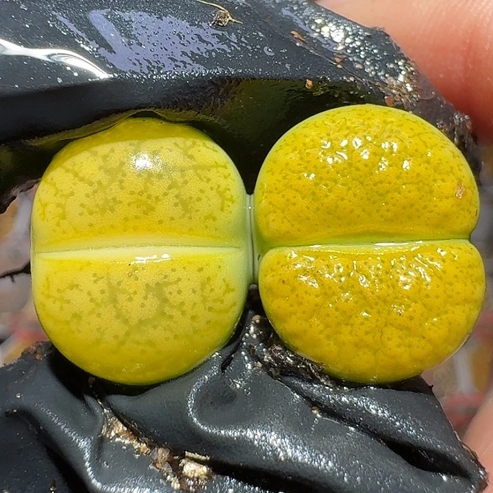 生石花122222。  292