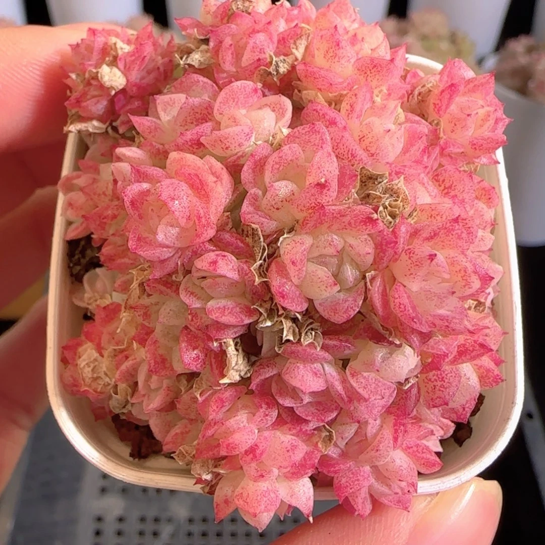 多肉0104-58麦秆群