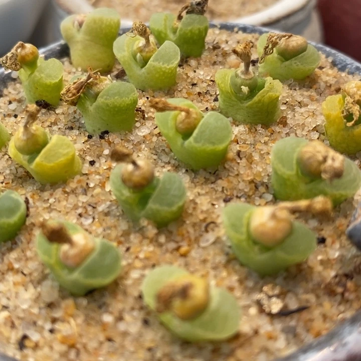 奶-瓶风铃一颗一颗