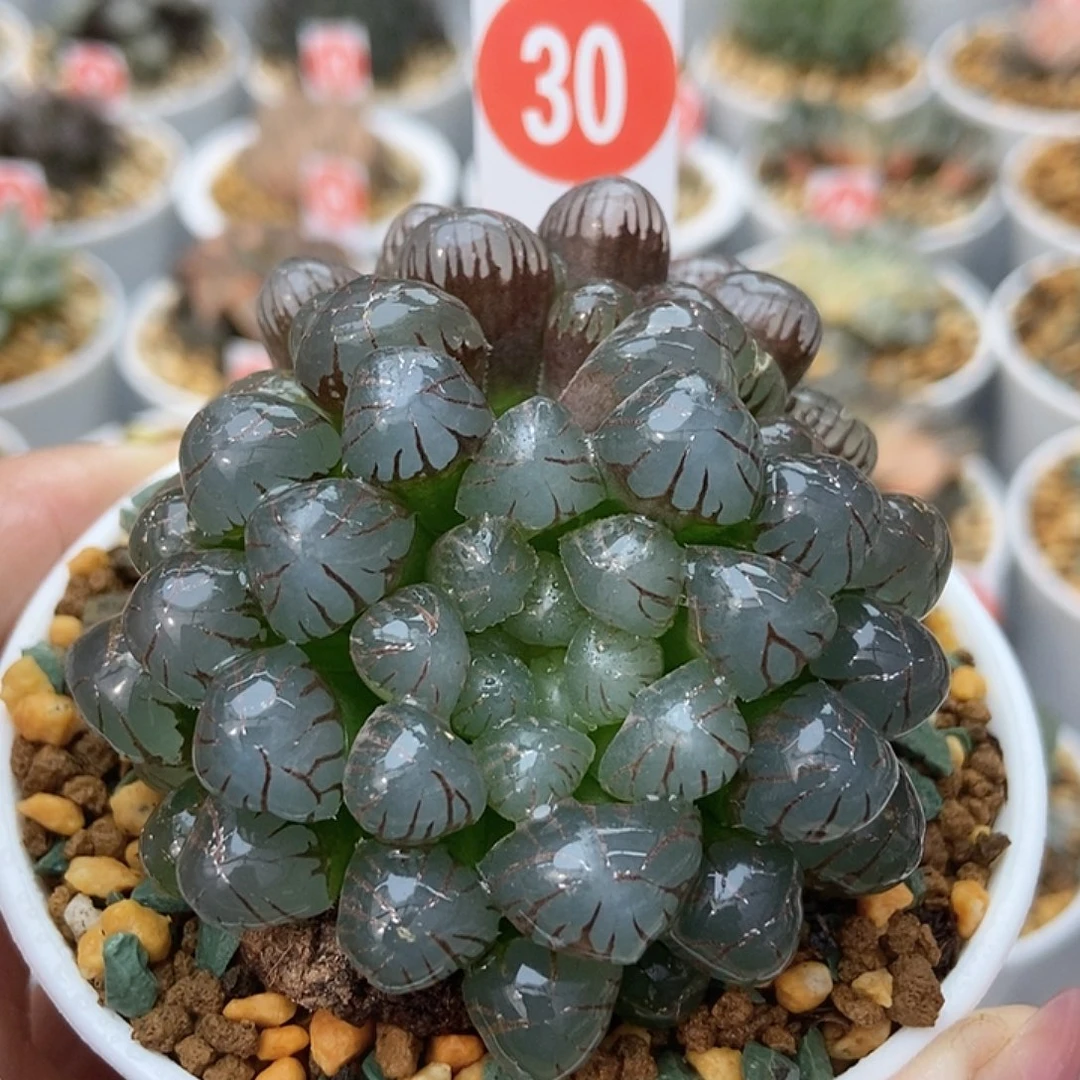 冰灯群30000000000