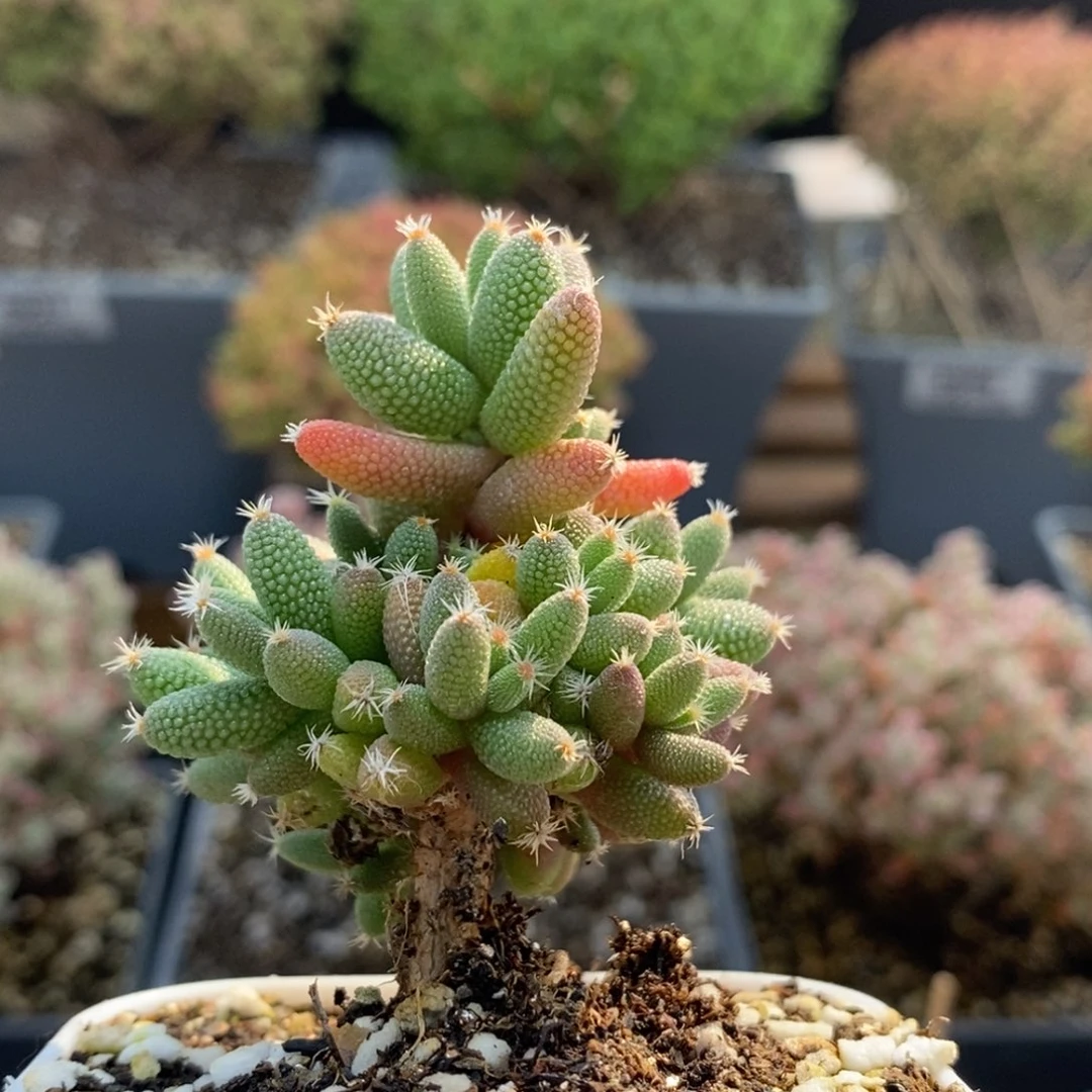 实生玉米6678枝干番杏