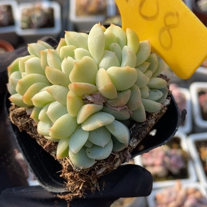 2108厚梦多肉植物保护