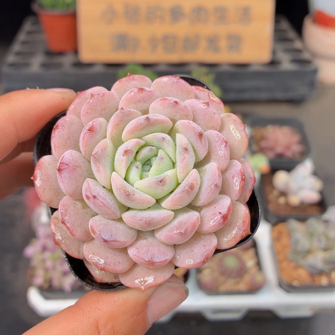 恩宠多肉9.9包邮发货