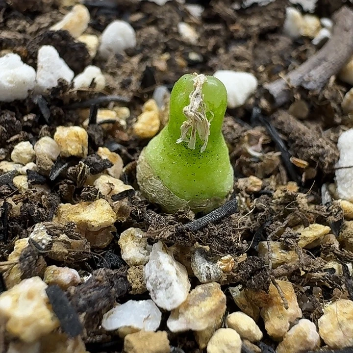 老马生石花小葫芦2081