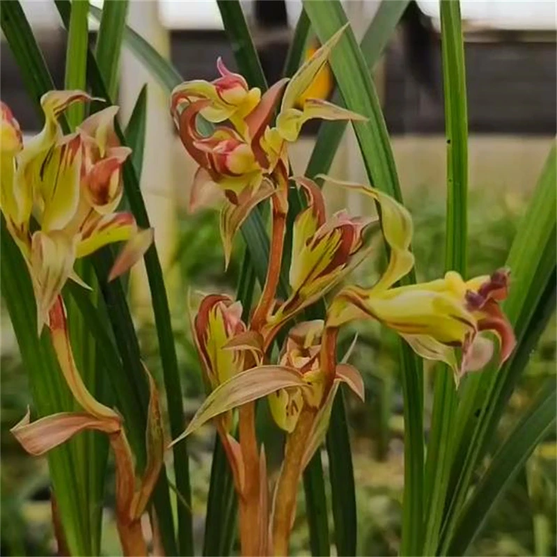 春剑中华奇珍带花苞浓香兰花苗阳台室内办公桌花卉植物好养原生苗