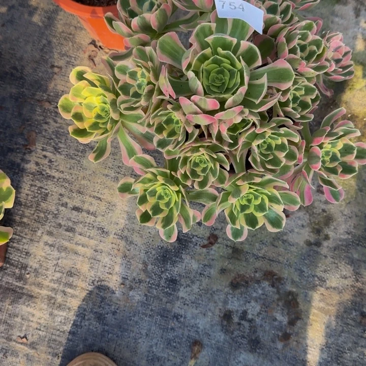 用***80000000000754女郎