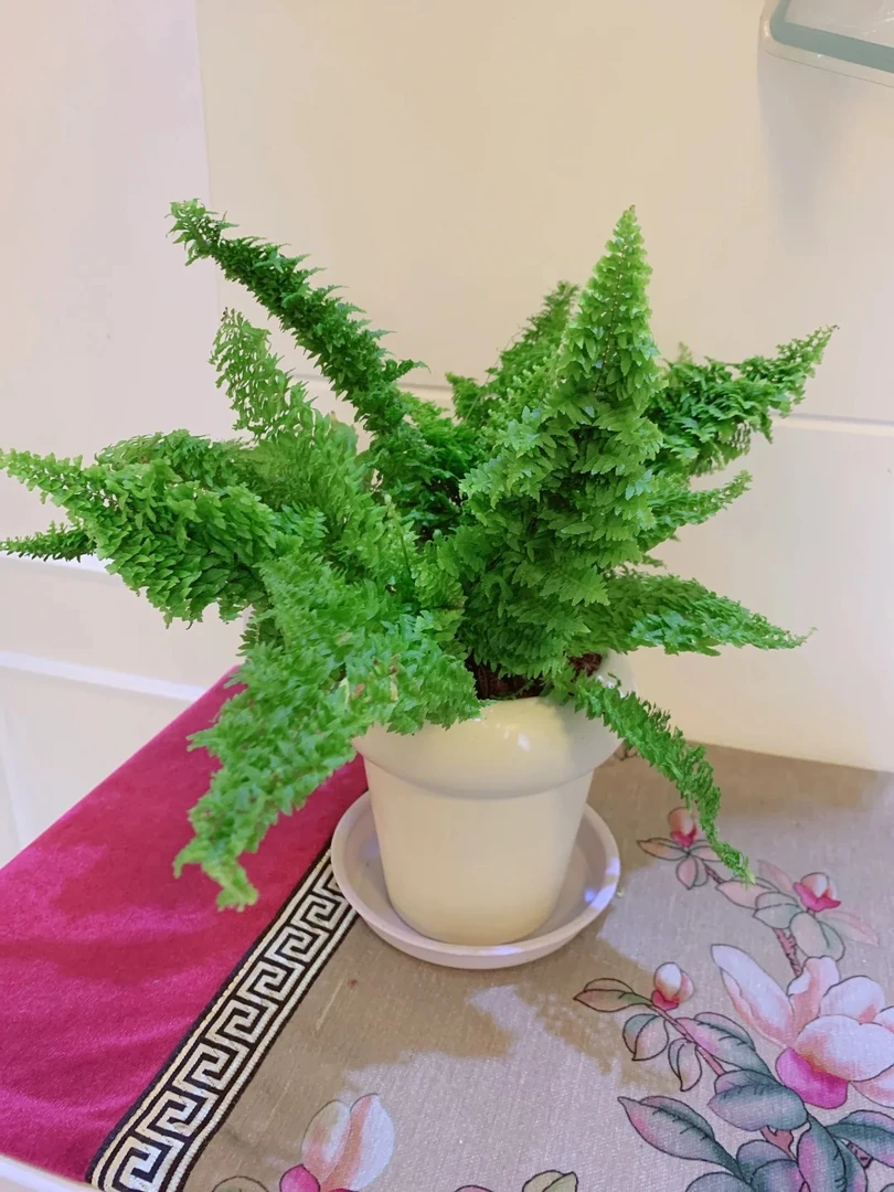 蕾丝棉花糖蕨盆栽网红植物室内外客厅北欧ins风绿植