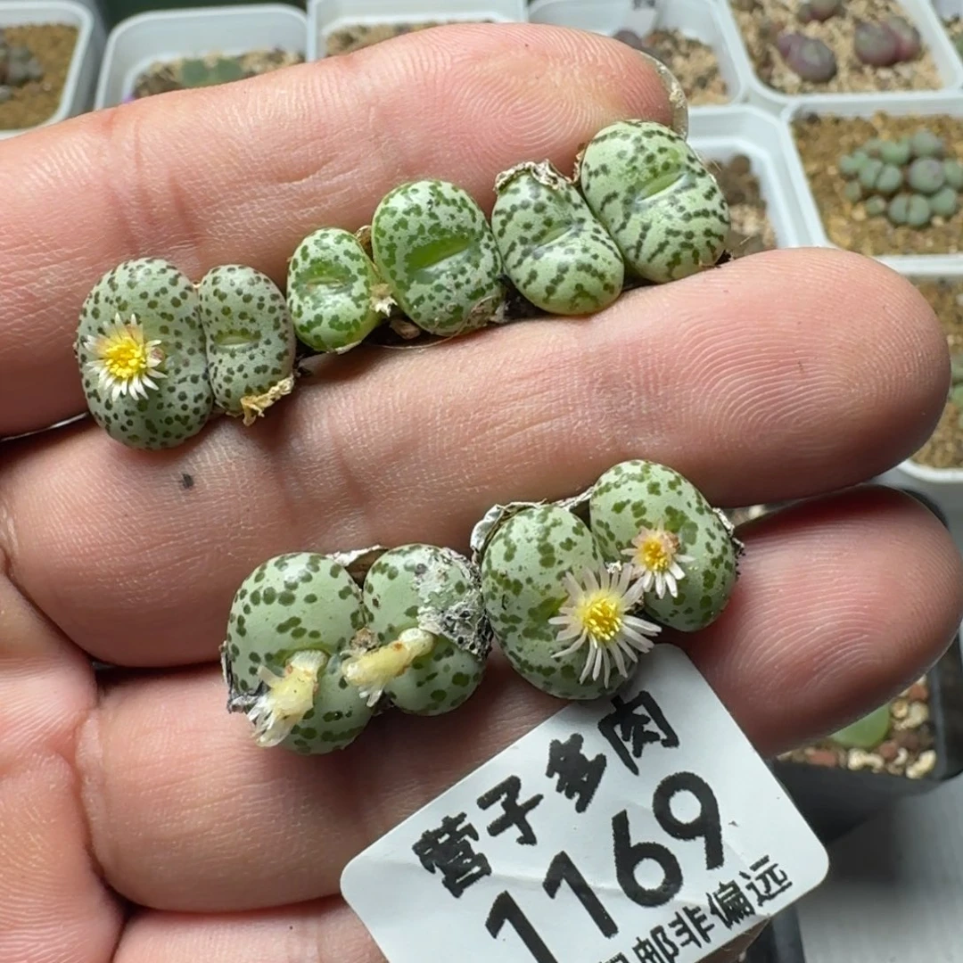 安贞。