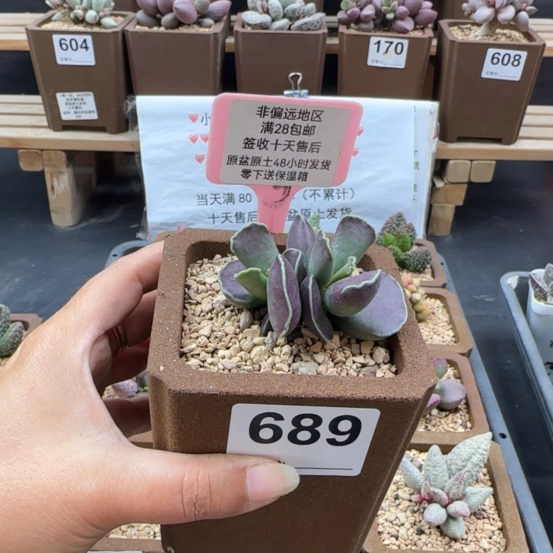 689紫库博多肉植物