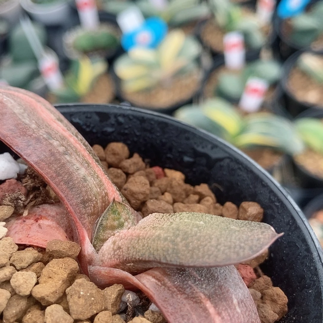 593转实生锦带盆发货