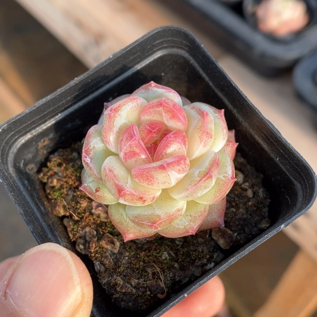 精品多肉一物一拍140