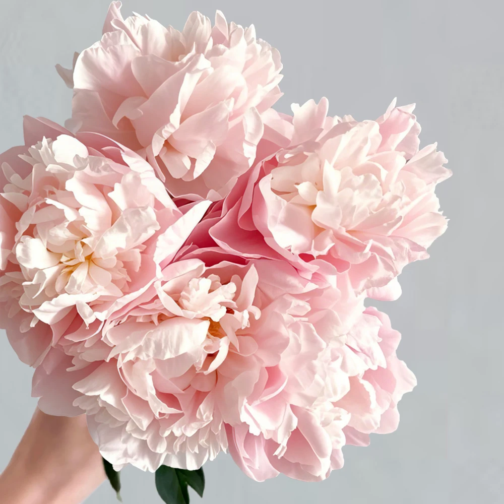 进口品种重瓣芍药随机色5枝