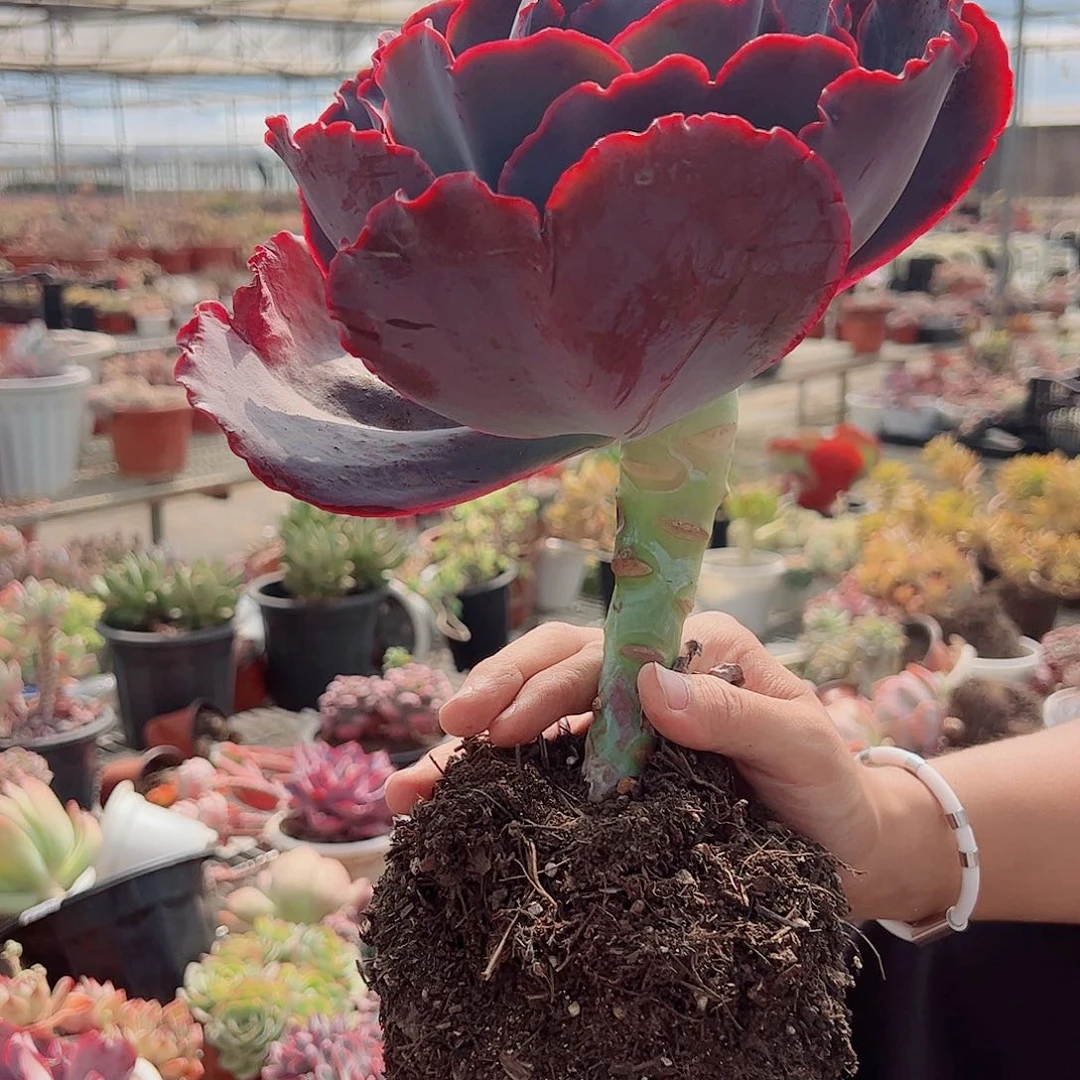 天空之城大单头老桩冠幅16-18左右特价