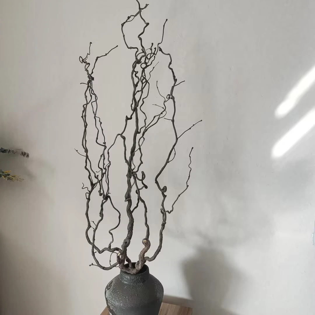 【一物一拍】直播间宠粉福利  龙枣枝（可能会断枝修剪即可介意慎拍）