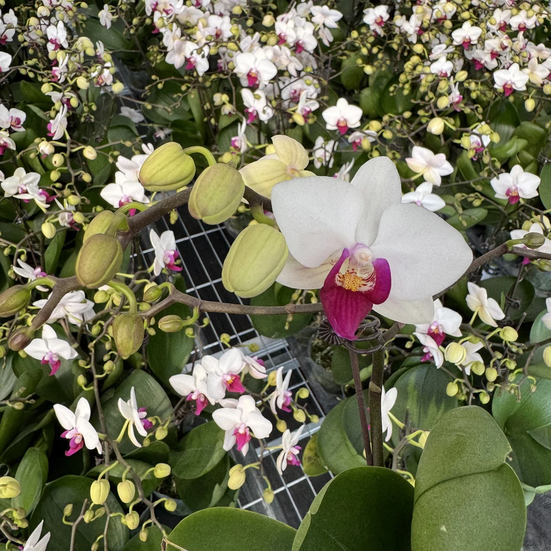 兰博花卉【小红唇】（不带侧枝）带花发货