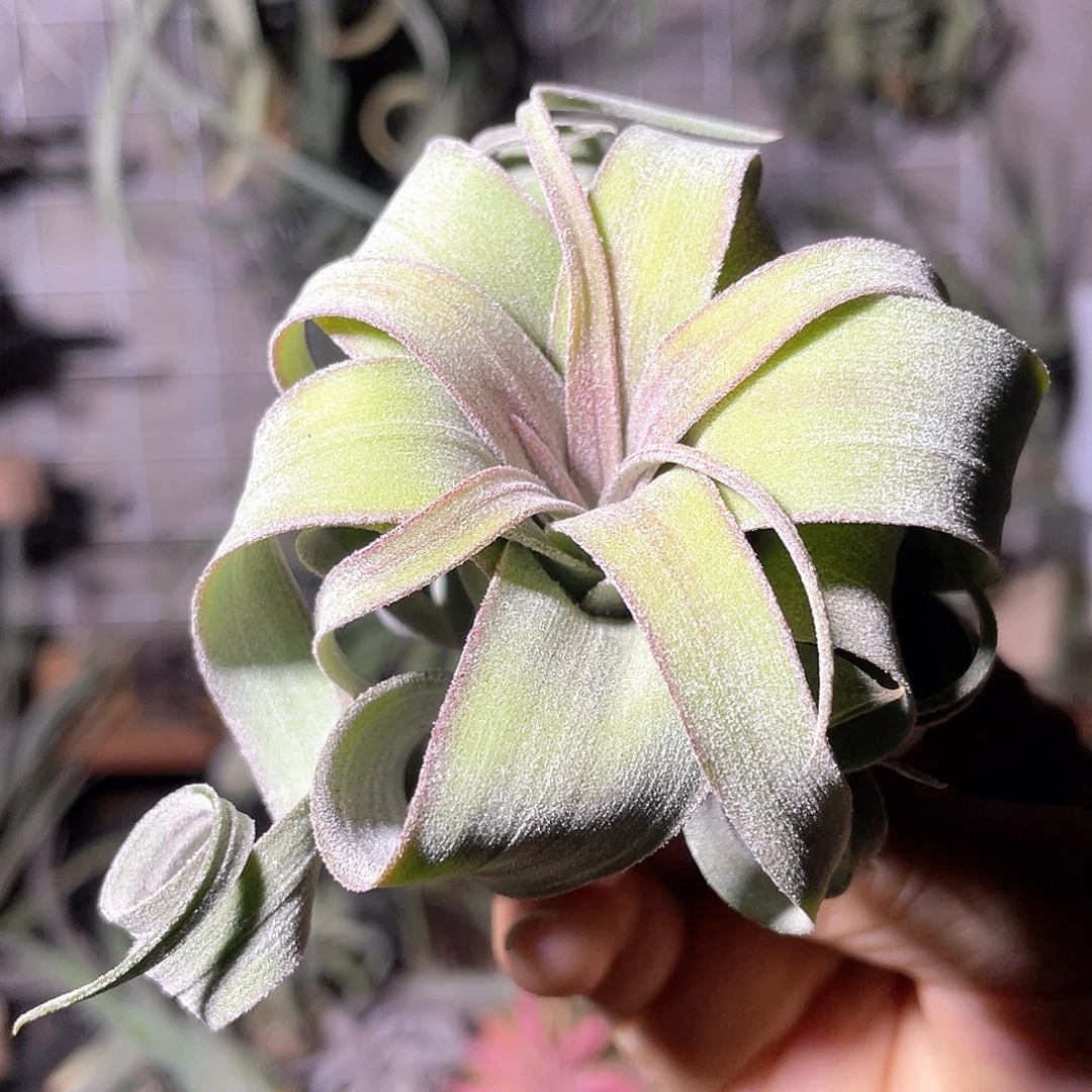 长叶电卷侧芽37号