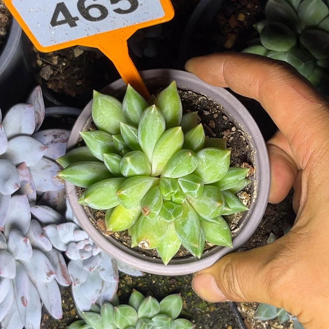 多肉植物彩体重楼465