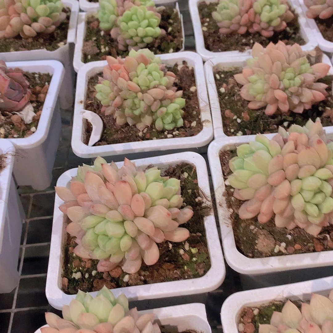 百搭翡翠23467788999900