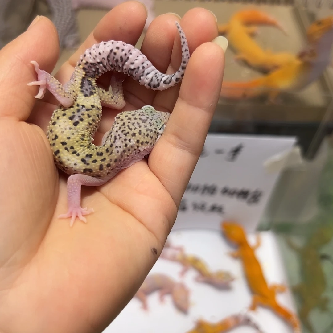 豹纹守宫豹纹守宫