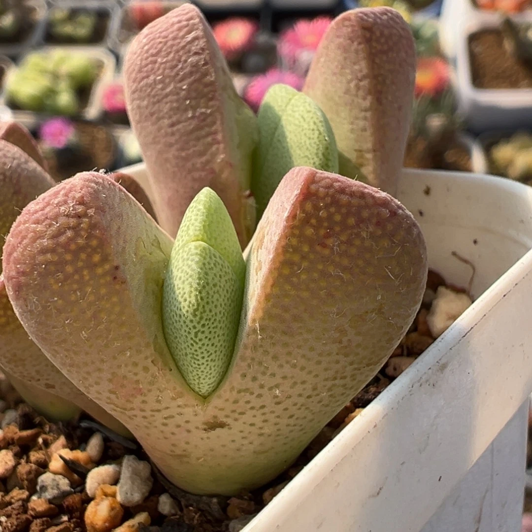 小***幸88多肉植物百科植物