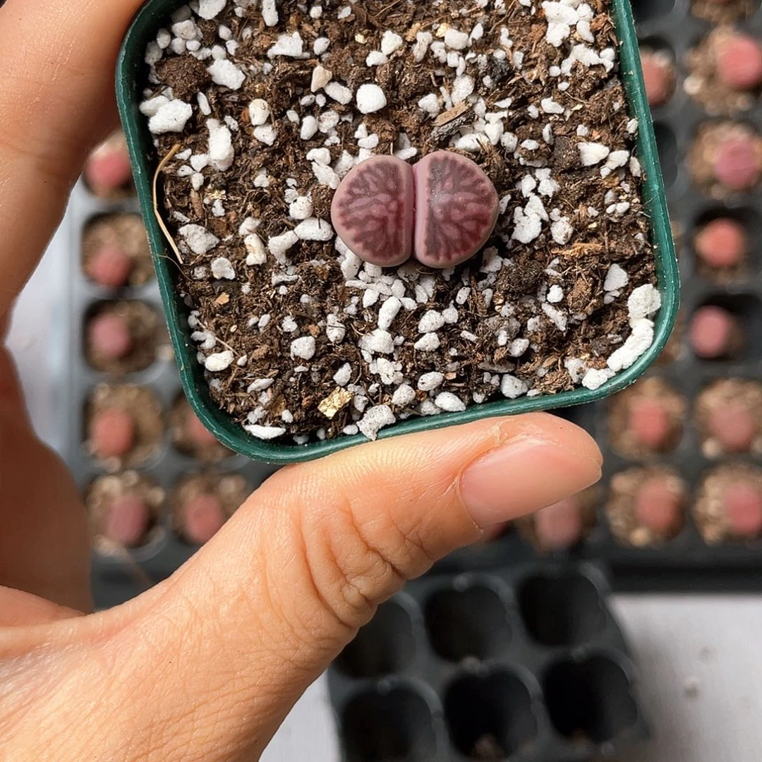 6477大棚清仓甩卖了