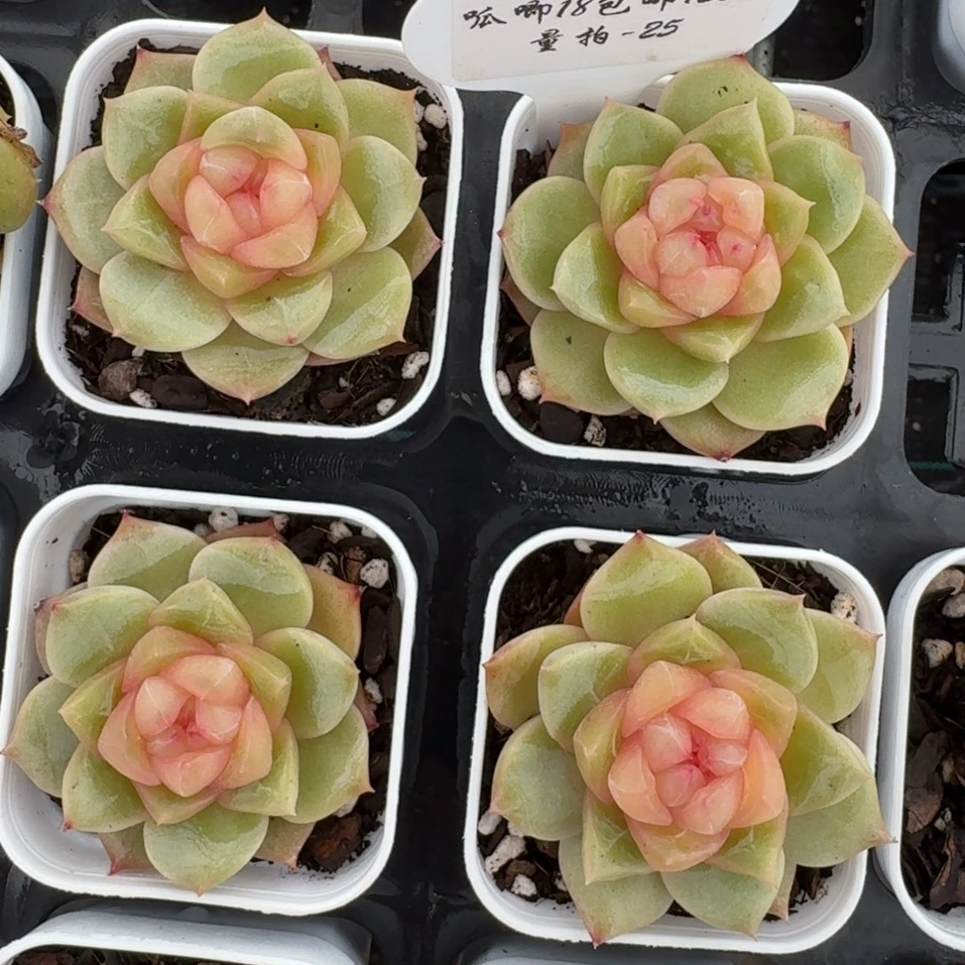 1221-025-金色年华一颗量拍