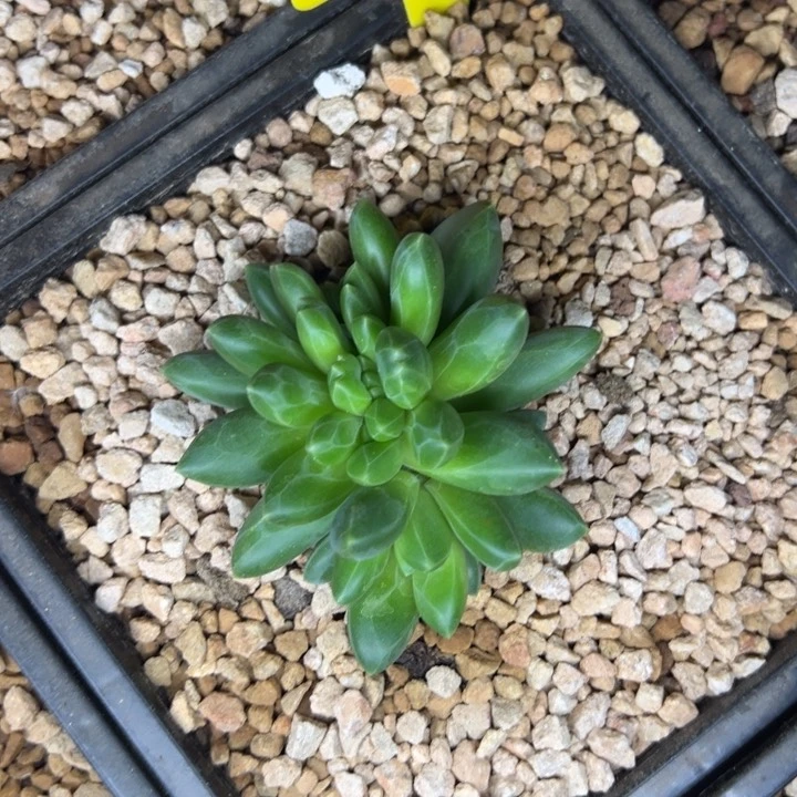 领航员美人系列多肉