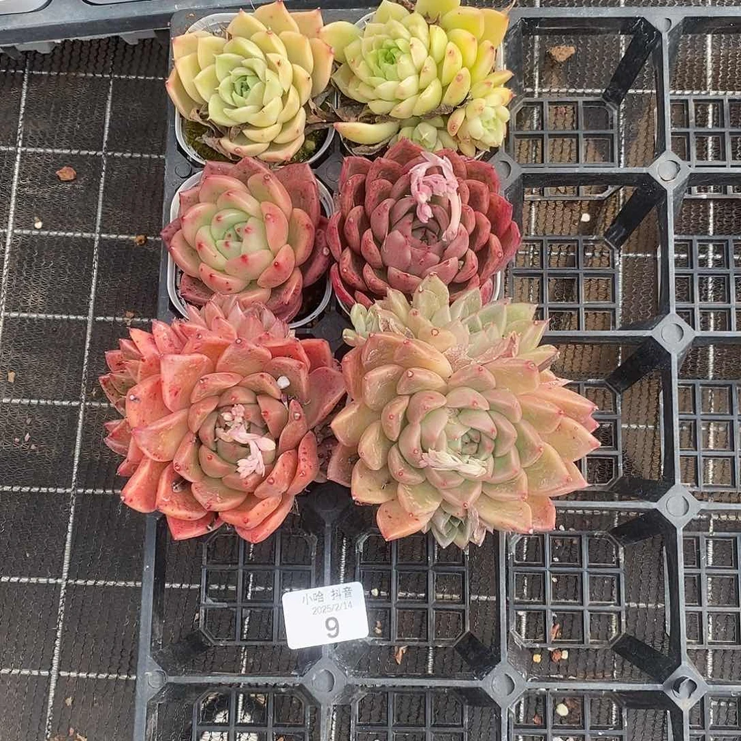 清棚福利一物一拍9