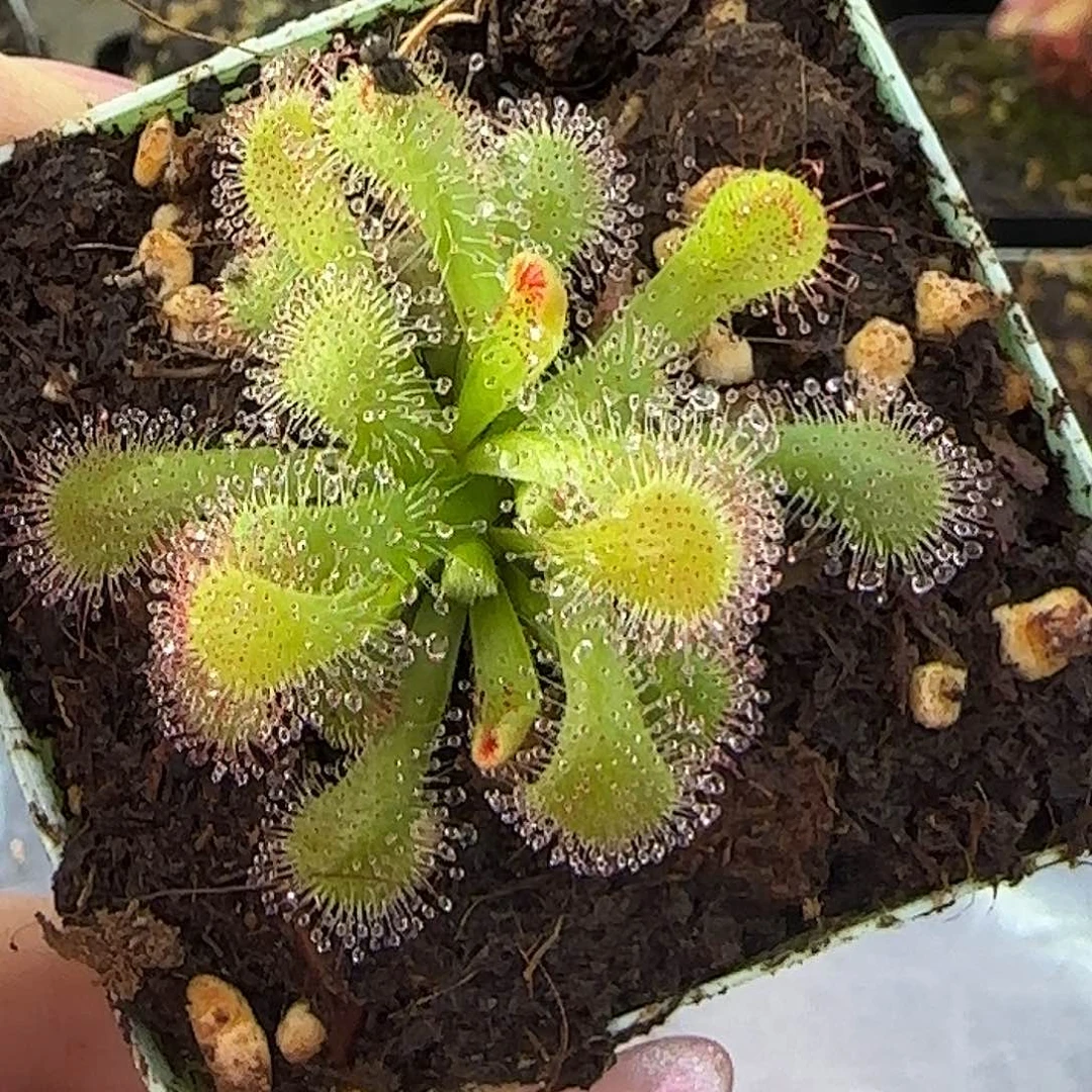 完全开放飘逸茅膏菜