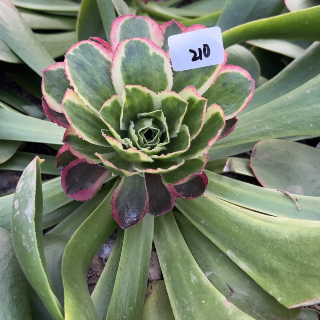 210凤穿牡丹嫁接多肉椅子