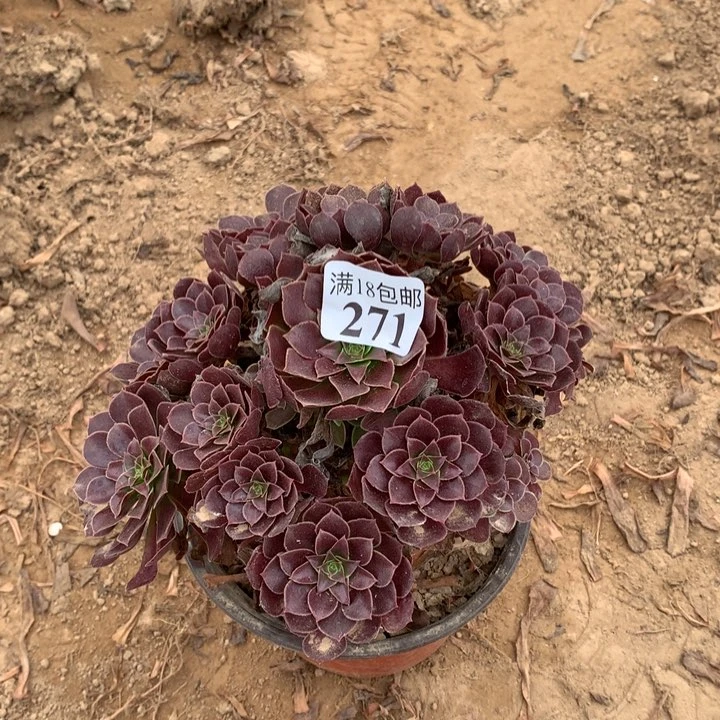 ?****?271荷兰玫瑰手捧4号