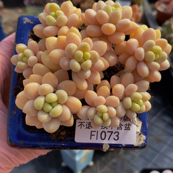 洛可可群8cm1073多肉植物开播福利