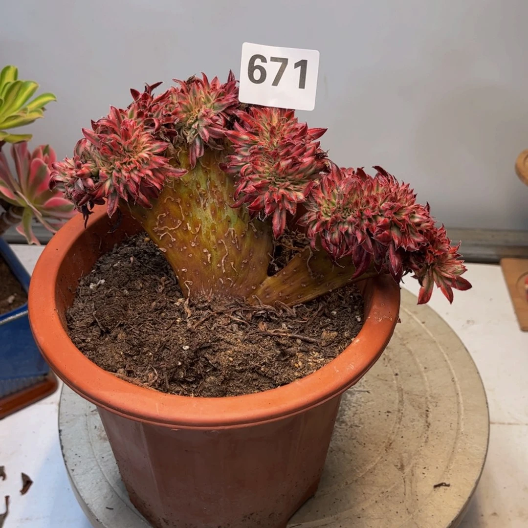 多肉植物朱雀缀671