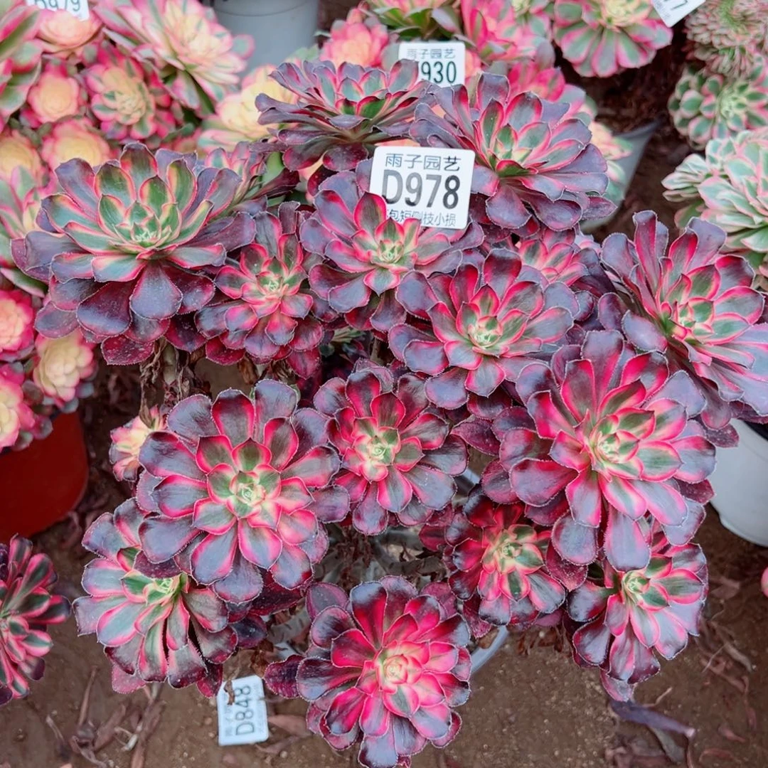 978丽娜雨子多肉植物