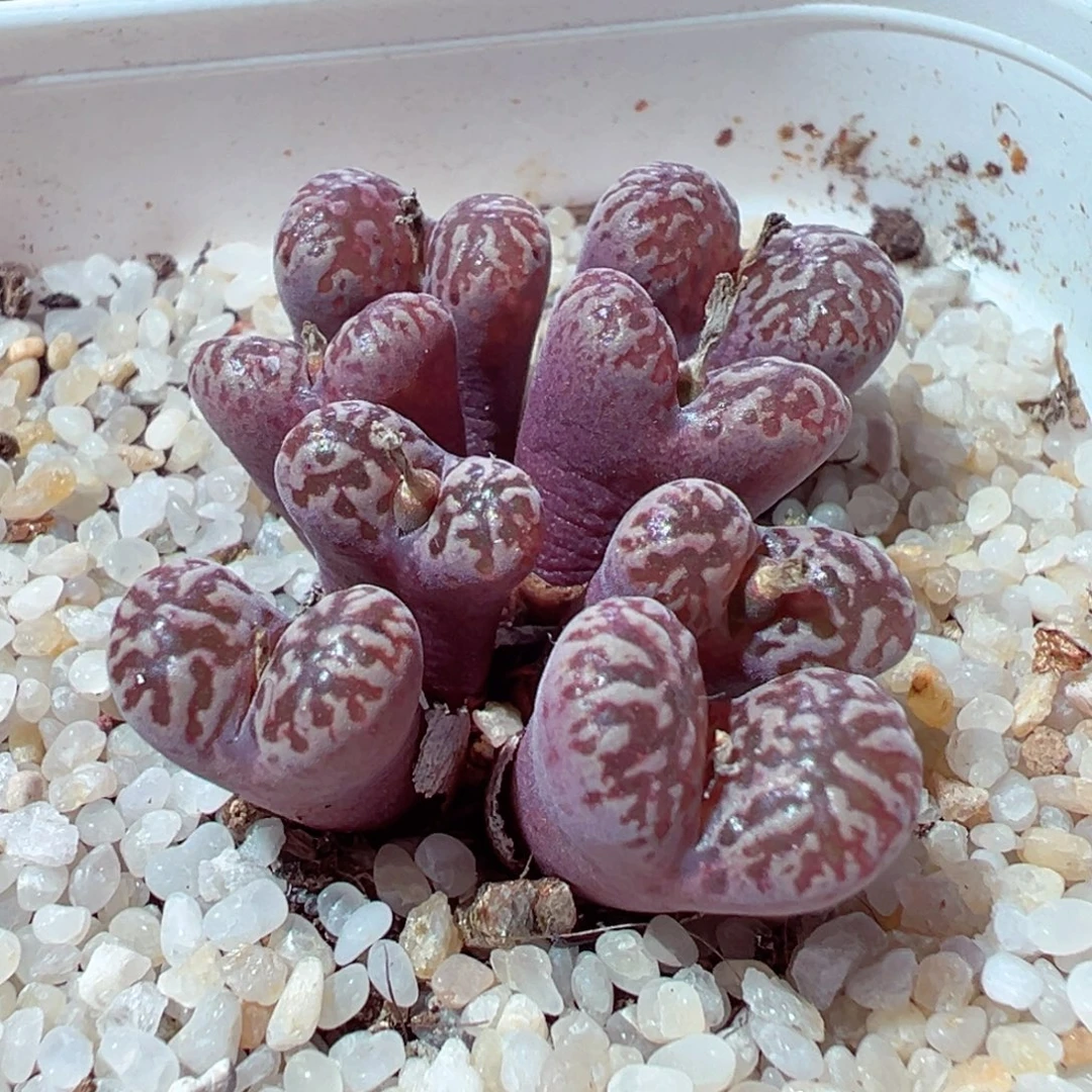 1126-576多肉多肉紫鸟