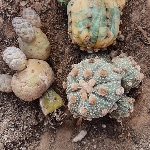 0045处理瑕疵仙人球