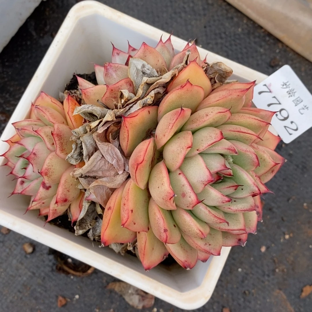 7792杂交多肉老桩