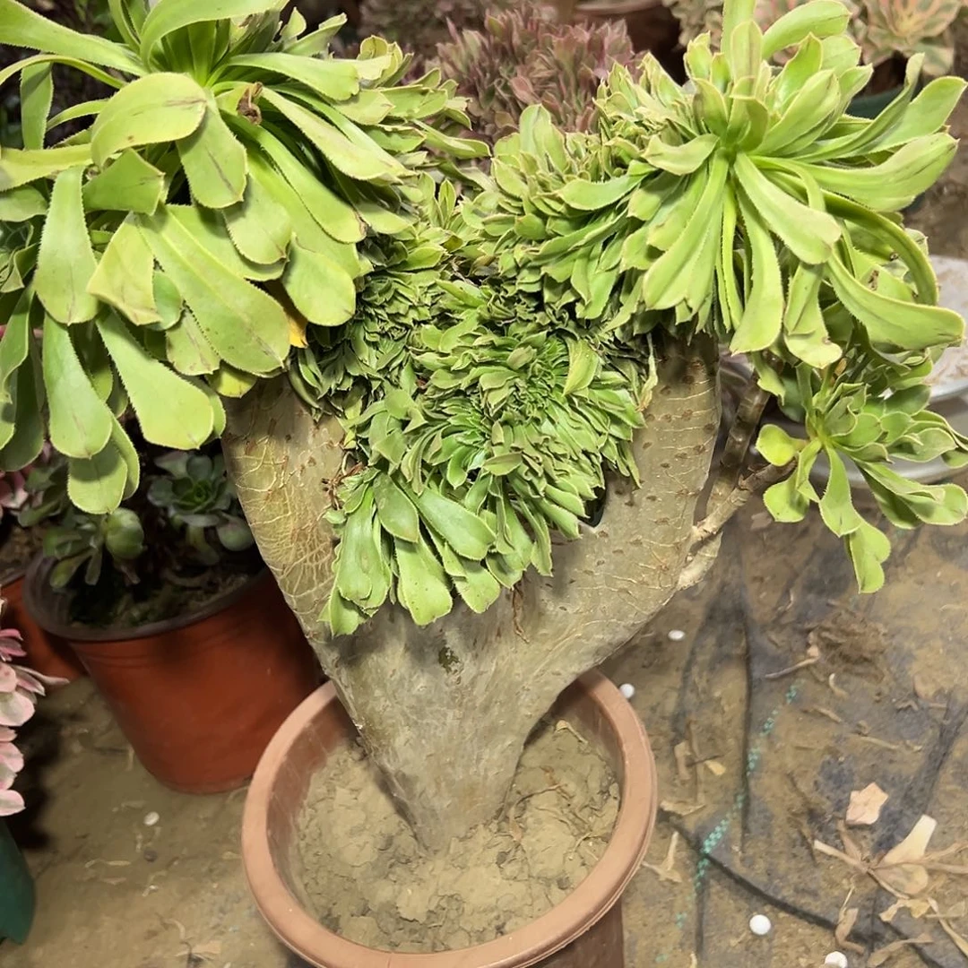 多肉328植物原始绿缀花