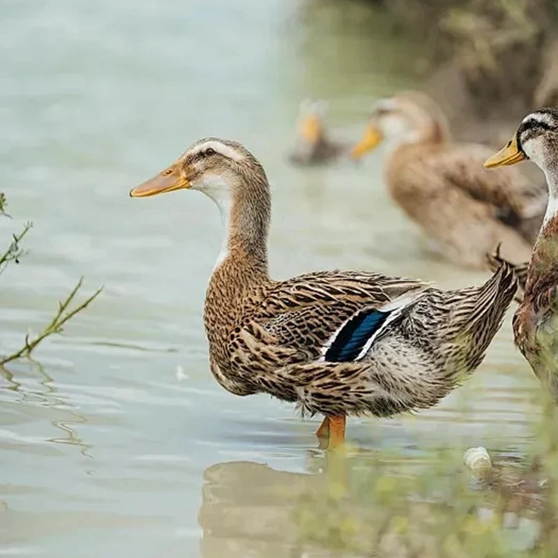 三年老麻鸭 现收现卖 农家散养 顺丰直达