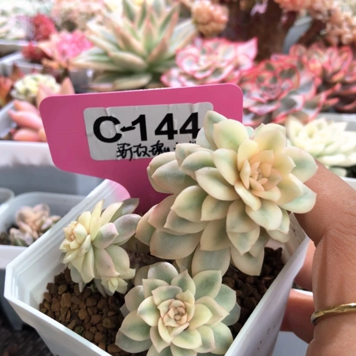野玫瑰之精覆轮有根